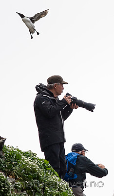 BB 15 0275 / Uria aalge / Lomvi